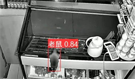 AI視頻監(jiān)控能拍到老鼠？老鼠監(jiān)控算法說可以